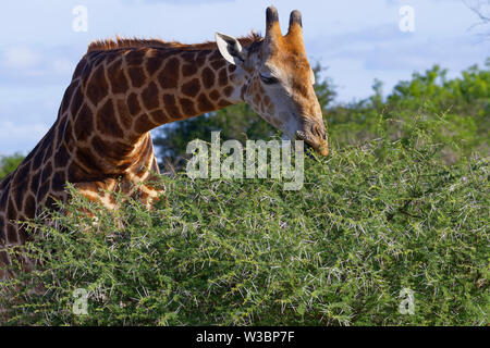 South African Giraffe (Giraffa Camelopardalis giraffa), Erwachsener, Fütterung auf Blätter und Dornen einer stacheligen Strauch, Krüger Nationalpark, Südafrika, Afrika Stockfoto