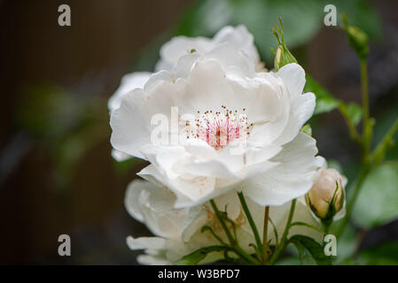 Strauch rose rosa Jacqueline du Pre, Hampshire, Großbritannien Stockfoto