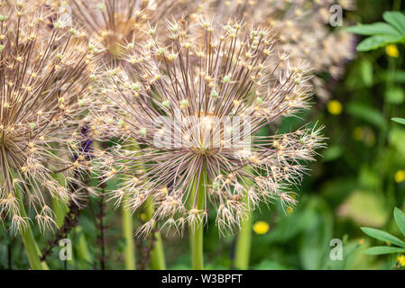 Galtonia candicans Samenköpfe im Garten im Burbage, Wiltshire, Großbritannien Stockfoto