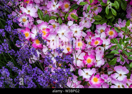 Lavendel und Rosen im Garten im Burbage, Wiltshire, Großbritannien Stockfoto