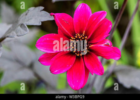 Rote dahlien im garten im Burbage, Wiltshire, Großbritannien Stockfoto