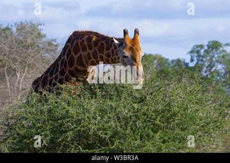 South African Giraffe (Giraffa Camelopardalis giraffa), Erwachsener, Fütterung auf Blätter und Dornen einer stacheligen Strauch, Krüger Nationalpark, Südafrika, Afrika Stockfoto