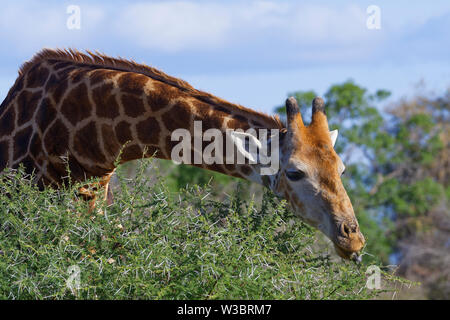 South African Giraffe (Giraffa Camelopardalis giraffa), Erwachsener, Fütterung auf Blätter und Dornen einer stacheligen Strauch, Krüger Nationalpark, Südafrika, Afrika Stockfoto