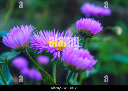 Floral background und natürlichen Muster mit violett aromatische aster Blumen blühen in den Park. Makro. Stockfoto