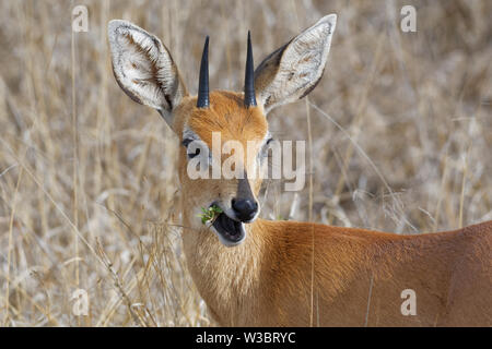 Steinböckchen (Raphicerus campestris), erwachsenen männlichen Fütterung auf Blätter, aufmerksam, Tier Portrait, Krüger Nationalpark, Südafrika, Afrika Stockfoto