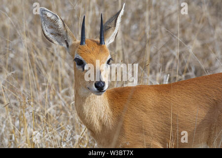 Steinböckchen (Raphicerus campestris), erwachsenen Mann stand in der Trockenrasen, aufmerksam, Tier Portrait, Krüger Nationalpark, Südafrika, Afrika Stockfoto