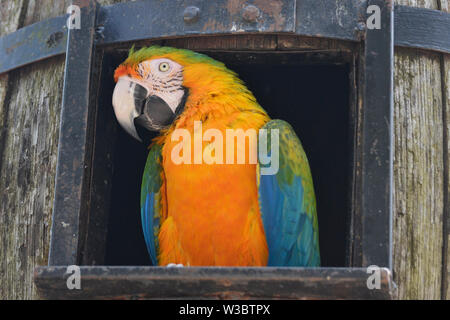 Eine blaue und gelbe Ara im Birdland Park und Gärten in Bourton-on-the-Water, Gloucestershire, VEREINIGTES KÖNIGREICH Stockfoto