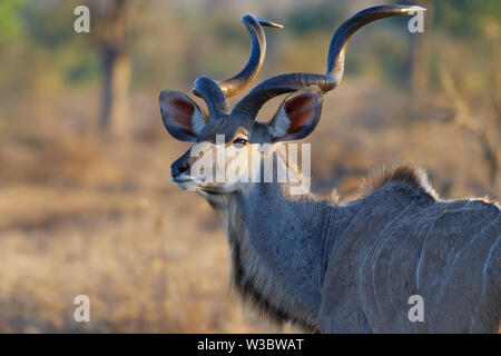 Mehr Kudu (Tragelaphus strepsiceros), erwachsenen Mann, Tier Portrait, Abendlicht, Krüger Nationalpark, Südafrika, Afrika Stockfoto