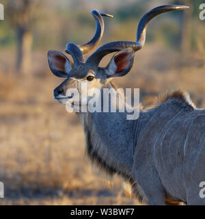 Mehr Kudu (Tragelaphus strepsiceros), erwachsenen Mann, Tier Portrait, Abendlicht, Krüger Nationalpark, Südafrika, Afrika Stockfoto