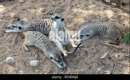 Eine Familie von Meerkat auch bekannt als Erdmännchen (Suricata suricatta) auf dem Sand entspannen. Stockfoto