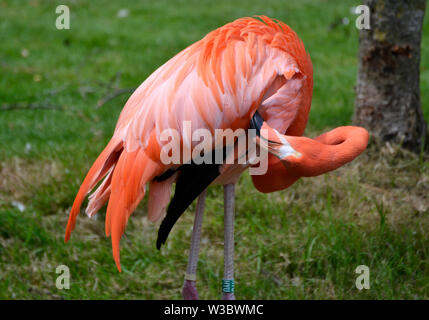 Chilenischer flamingo im Birdland Park und Gärten in Bourton-on-the-Water, Gloucestershire, VEREINIGTES KÖNIGREICH Stockfoto