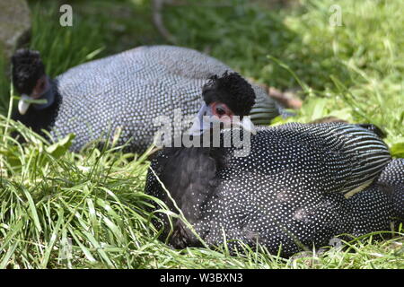 Kenianische/Afrikanischen Crested Guineafowl im Birdland Park und Gärten in Bourton-on-the-Water, Gloucestershire, VEREINIGTES KÖNIGREICH Stockfoto