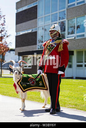 Foto: © Jamie Callister. Ziege Major Jackson und Füsilier Shenkin IV eine besondere Erscheinung für die qioptiq Board besuchen, 14. Mai 2019, Stockfoto