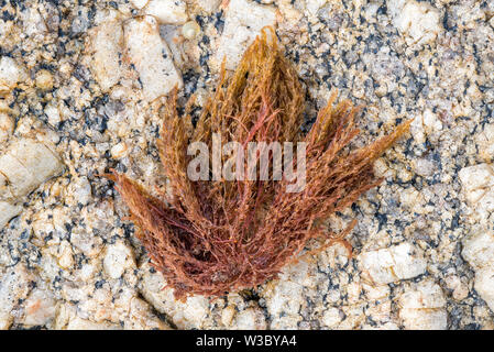 Bornetia secundiflora, Rotalge gewaschen an Land auf felsigen Strand Stockfoto