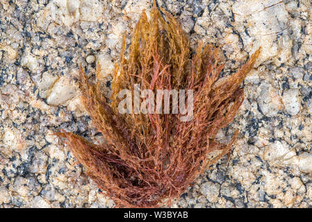 Bornetia secundiflora, Rotalge gewaschen an Land auf felsigen Strand Stockfoto