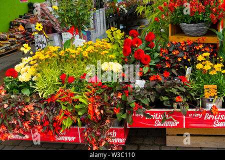 Eine Anzeige der bunten Topfpflanzen Blumen für den Verkauf in einem North Yorkshire Garten Center gefördert als - eine sehr britische Sommer Stockfoto