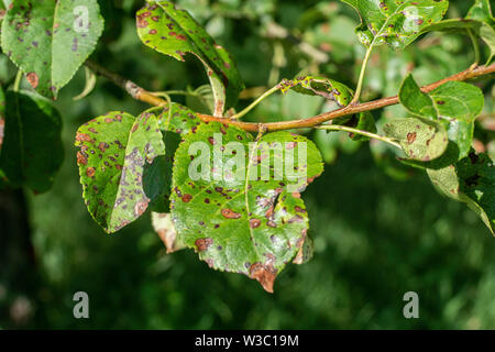 Blatt von einem Apfelbaum mit schwarzen Punkten - Frostschäden Stockfoto