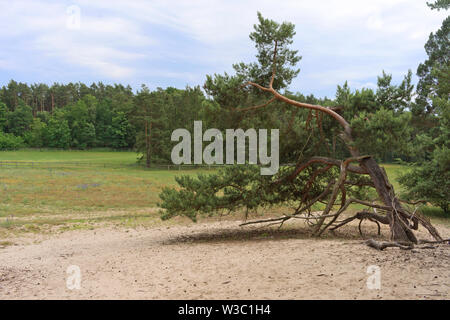 Sanddüne an Märkische Schweiz Conservation Park, Buckow, Brandenburg, Deutschland Stockfoto