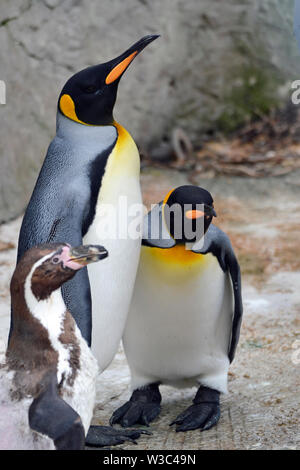 Königspinguine mit einem Humboldt Pinguin, in der Pinguin Gehäuse im Birdland Park und Gärten in Bourton-on-the-Water, Gloucestershire, VEREINIGTES KÖNIGREICH Stockfoto