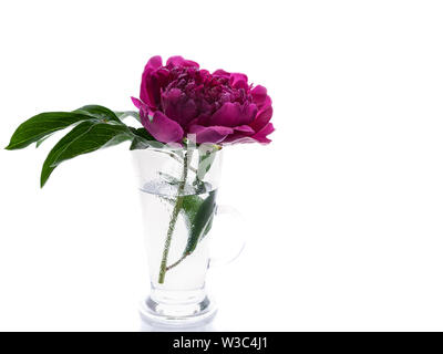 Pfingstrosen in einem Glas Vase auf weißem Hintergrund. Romantisches Geschenk Stockfoto