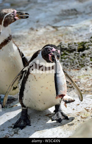 Fütterung in der Penguin Enclosure. Humboldt Pinguine in der Birdland Park und Gärten in Bourton-on-the-Water, Gloucestershire, VEREINIGTES KÖNIGREICH Stockfoto