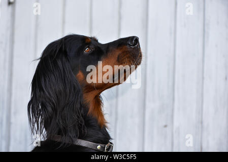 Porträt von Gordon Setter Stockfoto