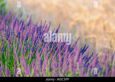 Die Felder der Provence. Mohnblumen und Lavendel. Stockfoto