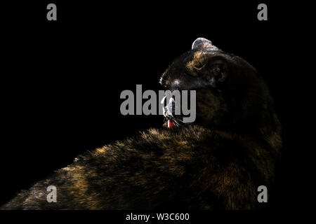 Schwarze Katze liegend und waschen Zunge, Seitenansicht, auf schwarzem Hintergrund Stockfoto