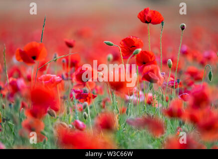 Die Felder der Provence. Mohnblumen und Lavendel. Stockfoto