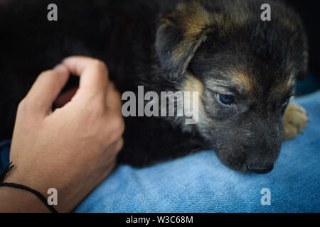 Hund liegend auf dem Schoß Stockfoto
