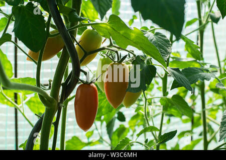 Paprika Pflanze, Paprika rot grün und gelbe Früchte Stockfoto