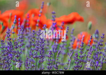 Die Felder der Provence. Mohnblumen und Lavendel. Stockfoto
