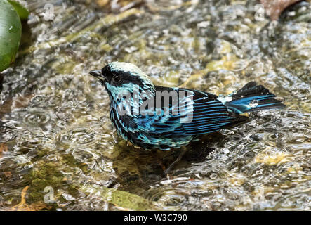 Nahaufnahme eines Baden Silberfleckentangare in Ecuador in der Nähe von Mindo. Der wissenschaftliche Name dieses Vogels ist Tangara nigroviridis Stockfoto