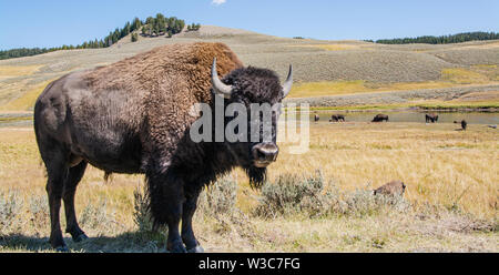 Bison Roaming, Lamar Valley, Yellowstone National Park, Wyoming Stockfoto