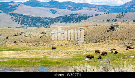 Bison Roaming, Lamar Valley, Yellowstone National Park, Wyoming Stockfoto