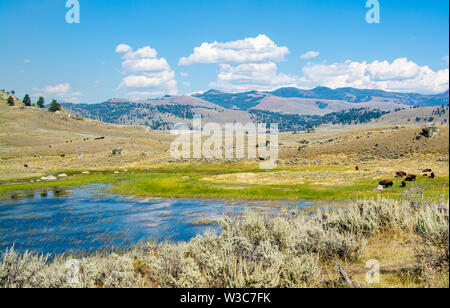 Bison Roaming, Lamar Valley, Yellowstone National Park, Wyoming Stockfoto