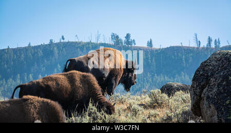 Bison Roaming, Lamar Valley, Yellowstone National Park, Wyoming Stockfoto