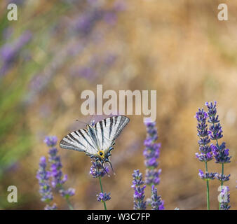 Die Felder der Provence. Mohnblumen und Lavendel. Stockfoto