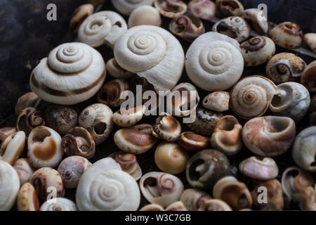 Assorted shells of many types and sizes are found on sea beaches. Close-up of seashells collection in summer day. Lots of cockleshell scallop piled to Stockfoto
