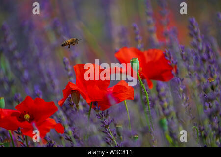 Die Felder der Provence. Mohnblumen und Lavendel. Stockfoto