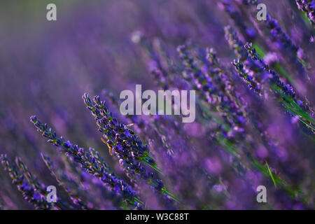 Die Felder der Provence. Mohnblumen und Lavendel. Stockfoto