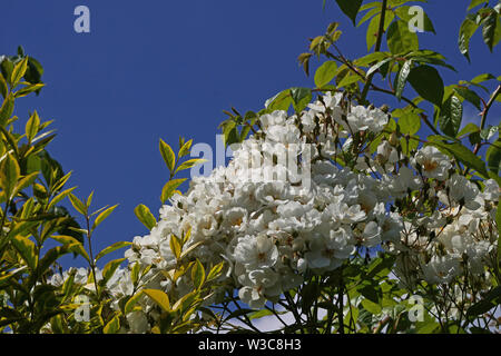 Weiße Rosen vor einem strahlend blauen Himmel im Sommer Stockfoto