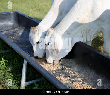 Brahman Fleisch Kühe Kalb bei Texas Farm. Wachsende Kühe erfüllen. Rinder zusätzliche Fütterung. Stockfoto