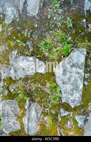 Gebrochen und zerstört alte Zementblöcke und zwischen ihnen mit Moos, Gras und Kies. Alter Pfad mit Steinen und Moos Stockfoto