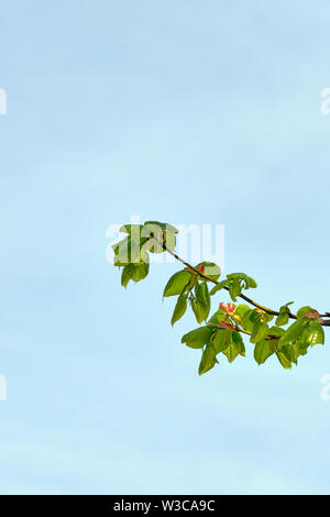 Neu Kleine geöffnet-leaved Lime Tree Blätter gegen den blauen Himmel. Mai 2018 Stockfoto
