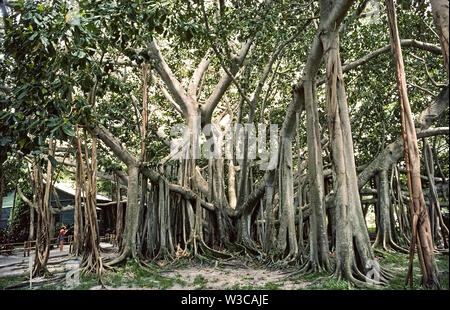 Diese enorme Banyan Tree (Ficus benghalensis) wurde nur 4 Fuß (1,2 Meter) hoch, wenn im Jahr 1925 von dem berühmten amerikanischen Erfinder Thomas Alva Edison in seiner winter Immobilien in Fort Myers, Florida, USA gepflanzt. Die ursprünglich aus Indien und Mitglied der Abb. Familie, es war der erste Banyan Tree in den kontinentalen Vereinigten Staaten gepflanzt. Im Laufe der Jahre Luftwurzeln haben sich von seinen Zweigen gewachsen zu erweitern, die vom Baum fallen, mehr als 1 Hektar (0,41 ha). Das Banyan ist ein Feature von riesigen botanischen Gärten, die Teil des von Edison 1880s winter home und Labor Ganzjährig geöffnet für Besucher. Stockfoto