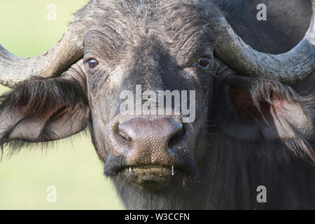 Afrikanische oder Kaffernbüffel (Syncerus Caffer) Stockfoto