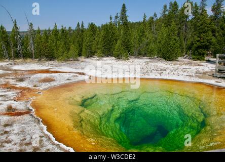 Morning Glory Pool im Yellowstone National Park Stockfoto