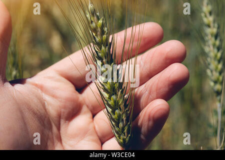 Farmer's Hand mit einem grünen Spike von Roggen in einem Feld closeup. Hand berührt grünen Ähren in einem Feld in der Nähe von Stockfoto