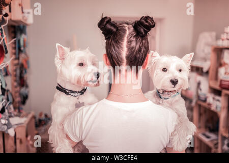 Zwei weiße Hunde. Dunkelhaarige junge Frau mit zwei Haar Brötchen halten zwei weiße Hunde Stockfoto